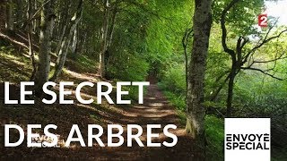 Envoyé spécial Le secret des arbres  26 octobre 2017 France 2 [upl. by Katine]