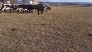 Working 5 Border Collies [upl. by Weisberg275]