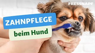 Zahnpflege beim Hund [upl. by Truman388]