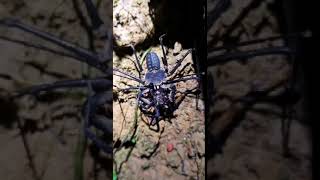 Heterophrynus alces amblypygi feeding on a spider  Amazon rainforest French Guiana [upl. by Berstine822]