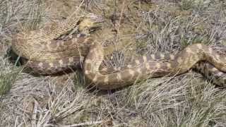 Bull Snakes Mating 3  WritingOnStone Provincial Park [upl. by Chara]