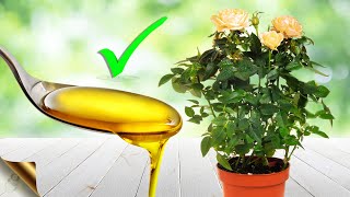 MIRACLES OF NEEM OIL in GARDENING  Best Pesticide Recipes [upl. by Oeak597]