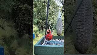 Cardinals of Many Colors Visited Wildlife Live TV birdfeeder in 1 Day bird birds cardinals live [upl. by Egon]