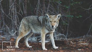 Facts about coyote Animal world details sound behaviour and growth [upl. by Aranaj]