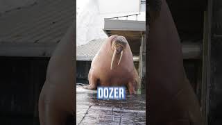 Meet Dozer the Walrus  SeaWorld San Diego [upl. by Nicholson]