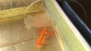 Goldfish Care 10 Things You Should Know [upl. by Barimah]