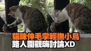 貓咪伸毛掌輕撫小鳥 路人圍觀嗨討論😂China Kitten Gently Pets Bird on Wall｜大陸 [upl. by Durrell]