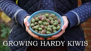 Growing hardy kiwis [upl. by Quillan]