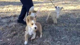 The 3 Wire Portuguese Podengo Pequeno Boys [upl. by Jain]