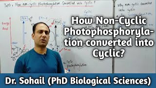 Cyclic Photophosphorylation  Difference between cyclic and noncyclic Photophosphorylation [upl. by Hbahsur403]