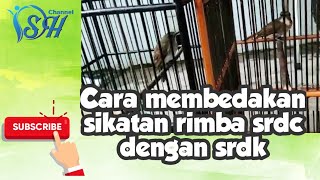 DSH  Cara membedakan sikatan rimba srdc dengan srdk [upl. by Isiah]