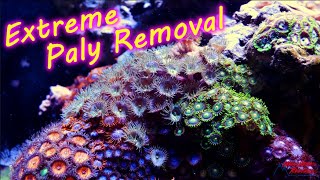 Extreme Palythoa and Zoanthid Removal [upl. by Ailito]