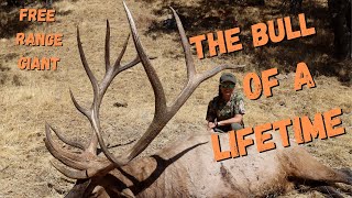 ELK HUNTING THE TEJON RANCH 2 FREE RANGE GIANTS [upl. by Atinus]