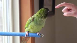 Kiwi the Blue Crown Conure Talking [upl. by Boswall488]