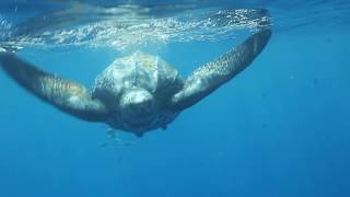 Worlds Largest Turtle  LEATHERBACK SEA TURTLE  Great Barrier Reef Australia [upl. by Tessy661]