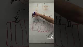 How does myasthenia gravis work nursing physiology myastheniagravis disease acetylcholine [upl. by Ethan249]