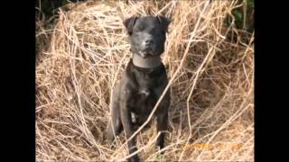 Patterdale Terriers Hunting in ireland [upl. by Eldnek801]