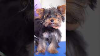 A cute Yorkshire Terrier puppy First grooming ✂️❤️🐶 So cute [upl. by Demaggio900]