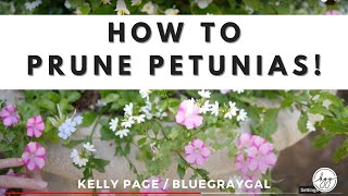 How to Care for Petunias [upl. by Yllor818]