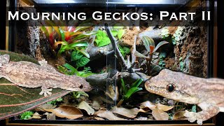 Bioactive Mourning Gecko Setup Part II Planting Lighting and Introducing the Geckos [upl. by Ahsenhoj]