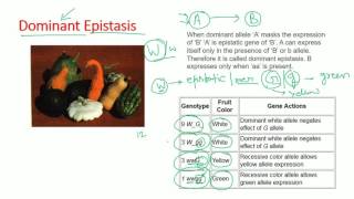 Epistasis types  dominant recessive double dominant dominant recessive epistasis [upl. by Agathy]