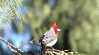 Red Crested Cardinal at Kailua Beach in Hawaii [upl. by Amoeji]