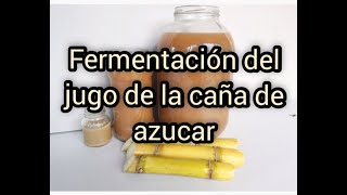 Fermentación del jugo de la caña de azúcar [upl. by Sungam]