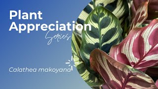 Plant Appreciation cathedral window of Calathea makoyana short youtubeshort shorts youtube2021 [upl. by Anidam941]