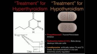 Thyroid Peroxidase and Thyroid Treatments [upl. by Sairahcaz18]