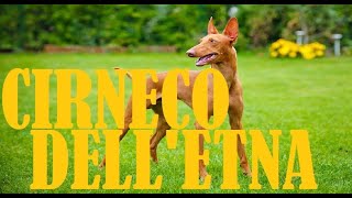 CIRNECO DELLETNA MINI DOCUMENTARIO [upl. by Ulita396]