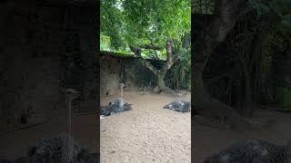 Ostriches 🐤🐤 at Dehiwala Zoological Garden in Sri Lanka [upl. by Arannahs]