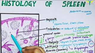 Histology of spleen [upl. by Leugimesoj]