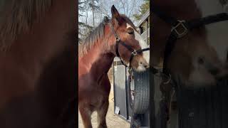 Clydesdale Horse Visits Vet shorts equine clydesdale draft rescuehorse horse horselife [upl. by Feinberg958]