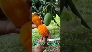 தாஷேரிDasheri Mango Plant trendinggardening [upl. by Ahsatam]