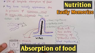 Absorption of food in small intestine  Villi  Class 11 Biology [upl. by Aramoy599]