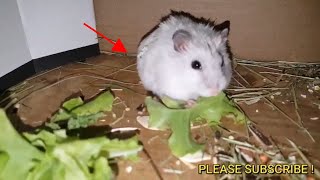 🔴 Squeaking Hamsters Noises  sound [upl. by Ahsieit]