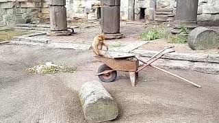 Berberaffen auf der Schubkarre  Barbary macaque at the wheelbarrow [upl. by Philip]