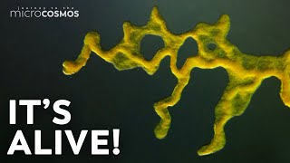 Slime Molds When Micro Becomes Macro [upl. by Sitra]