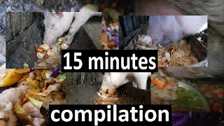 Sound on 🔊 15 minutes satisfying compilation of pig is eating slop ASMR Mukbang [upl. by Tonina227]