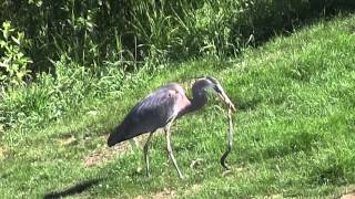 Great Blue Heron Eats Snakefilm at 1100 [upl. by Linell66]