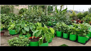 Transform Your Garden with Gardening Grow Bags The Best Solution for Plant Lovers [upl. by Toback919]