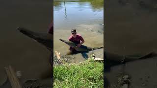 GIANT Alligator Gar Caught In Louisiana [upl. by Ojibbob]