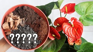 BEST Potting Soil MIX for Anthurium Plant [upl. by Alf]