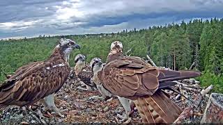 Estonian Osprey Nest Marko amp Miina 2019 [upl. by Tallbot]