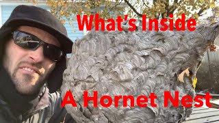 What’s Inside A Hornet Nest [upl. by Woehick]