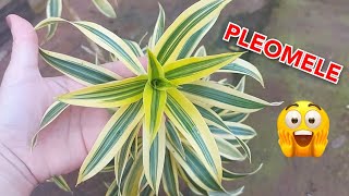 PLEOMELE VARIEGATA OU DRACENA REFLEXA perfeita para interior como cuidar e fazer mudas [upl. by Smailliw]