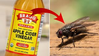 Home Remedies To Kill House Flies [upl. by Nimzzaj457]