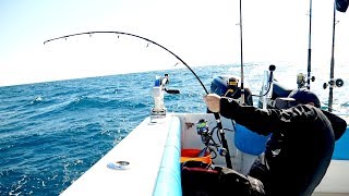 The Florida Cobia Fishing Challenge  4K [upl. by Terbecki]