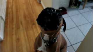 Chien Boxer qui parle Talking dog [upl. by Speroni]