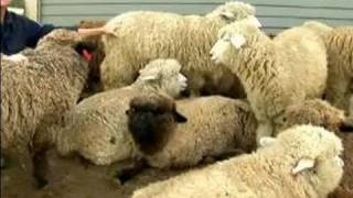 Understanding amp Raising Sheep  Sheep Breeding [upl. by Slaughter844]